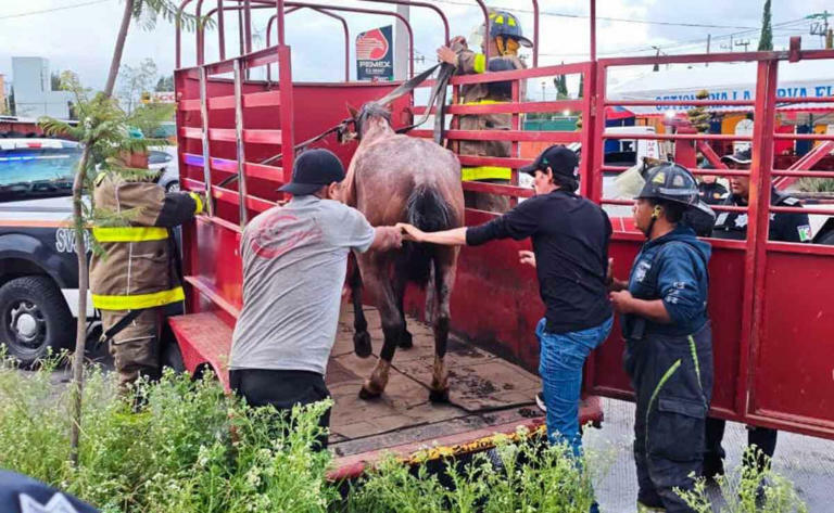 Rescatan a yegua en Tultitlán y la trasladan de urgencia a la UNAM