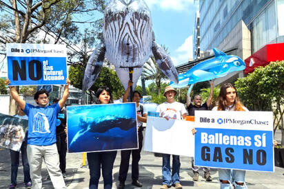Organizaciones ambientales rechazan proyecto Saguaro LNG por riesgo a ballenas