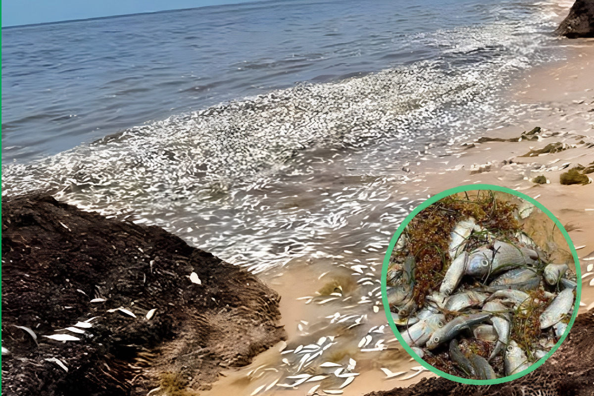 ¿Qué está pasando en Puerto Morelos? Miles de peces muertos en zona de sargazo