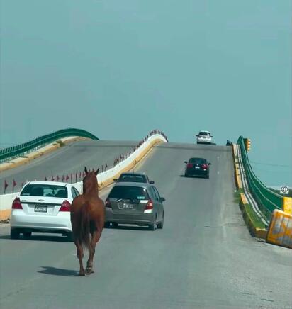 Preparan multas por ganado suelto tras incidente con caballo en la carretera 30