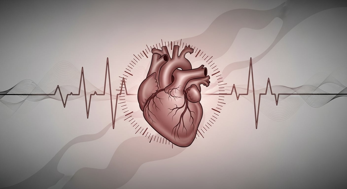 El corazón tiene un “pequeño cerebro”: cuál es el rol de esas neuronas clave para sobrevivir