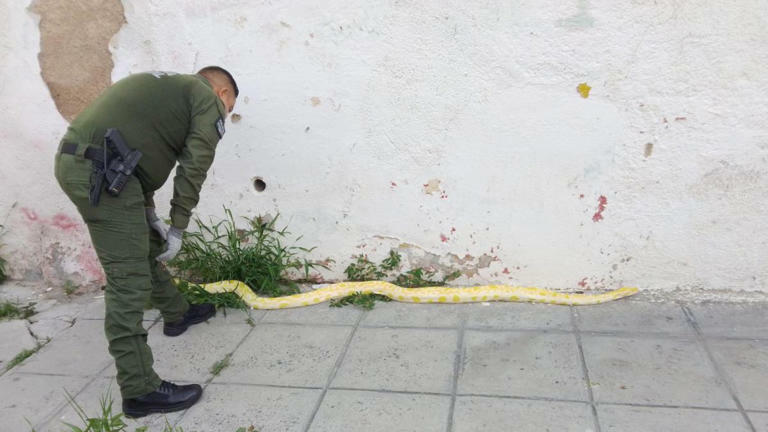 Susto en el centro de Saltillo: la sorpresiva aparición de una enorme serpiente en la calle