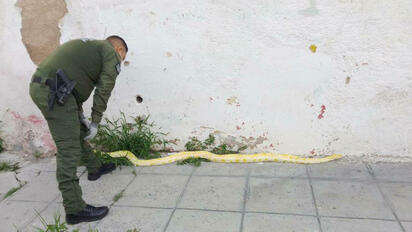 virales Susto en el centro de Saltillo: la sorpresiva aparición de una enorme serpiente en la calle