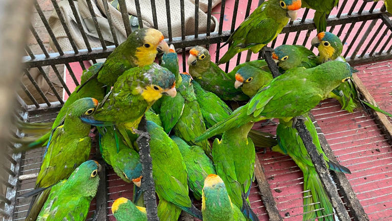 Hacinadas y con lesiones: el indignante hallazgo de 83 aves en un operativo en Pátzcuaro