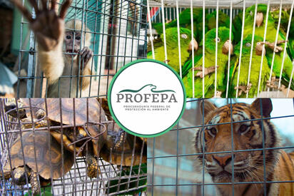Profepa endurece advertencia: estas mascotas podrían llevarte hasta 9 años a prisión