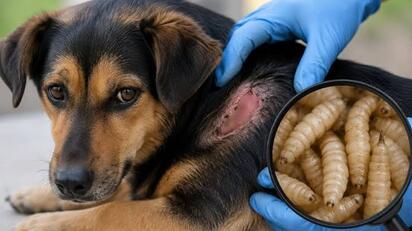 Alertan revisar mascotas para prevenir gusano barrenador