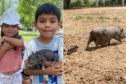 ECOPARQUE La reapertura del Ecoparque ese vio envuelta con el nacimiento de nuevos ejemplares. Ocho corazones latiendo por primera vez. Ocho hocicos rosados buscando