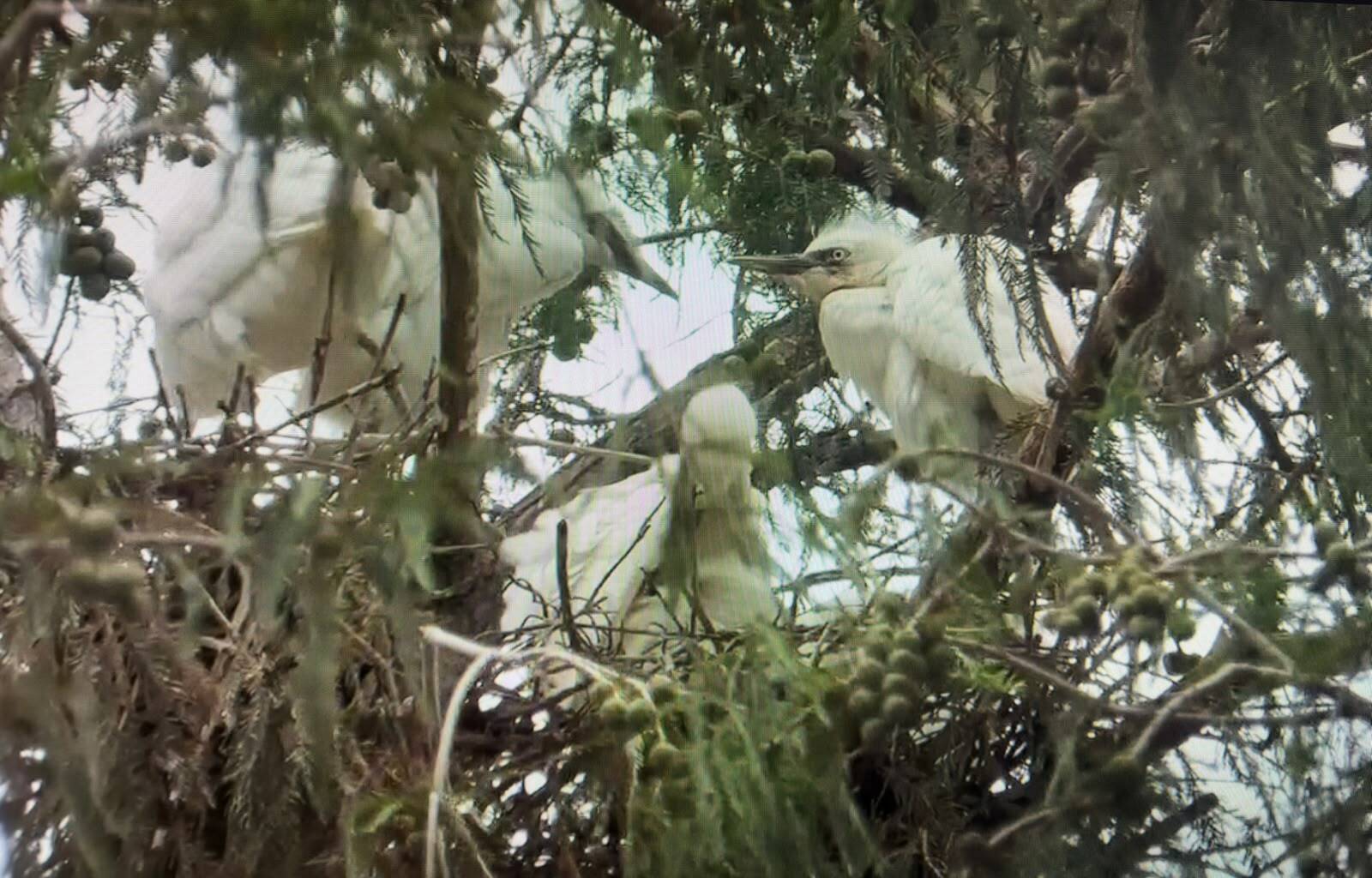 Garzas sufren ataque en la plaza de Sabinas