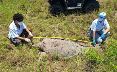 Pocas veces visto: Hallan sin vida a enorme tortuga macho de 300 kilos en costas veracruzanas