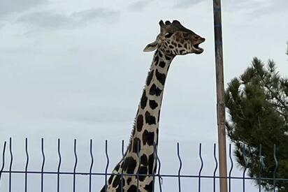 Una jirafa reticulada murió tras un accidente en el Zoológico de León. El recinto inició una investigación y realizará una necropsia para confirmar la causa