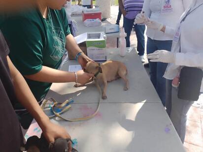 Realizan jornada de atención para mascotas en Allende con servicios preventivos