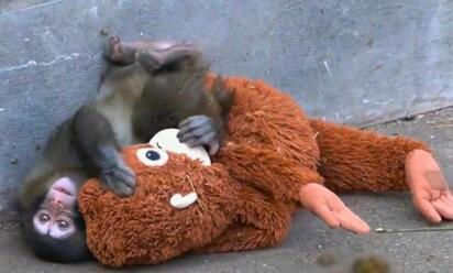 virales Punch, el macaco japonés viral, celebra su primer año de vida rodeado de cariño en redes sociales