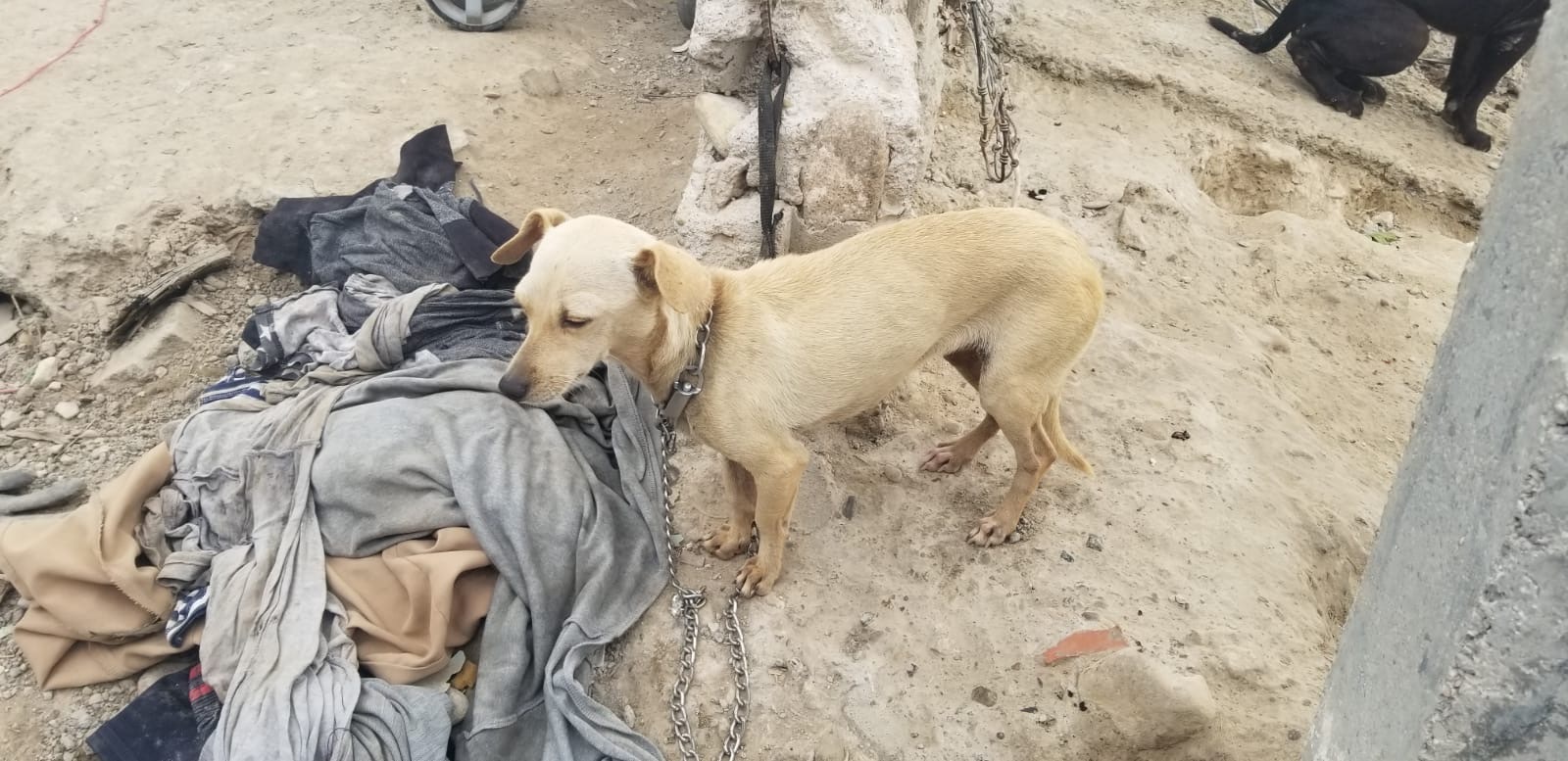 Canícula pone en riesgo a las mascotas y llaman a reforzar cuidados para evitar golpes de calor