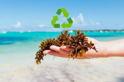Quintana Roo impulsa reciclaje del sargazo: lo transforman en productos útiles