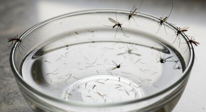 Un biólogo reveló que lo que atrae a los mosquitos “no es la sangre más dulce”