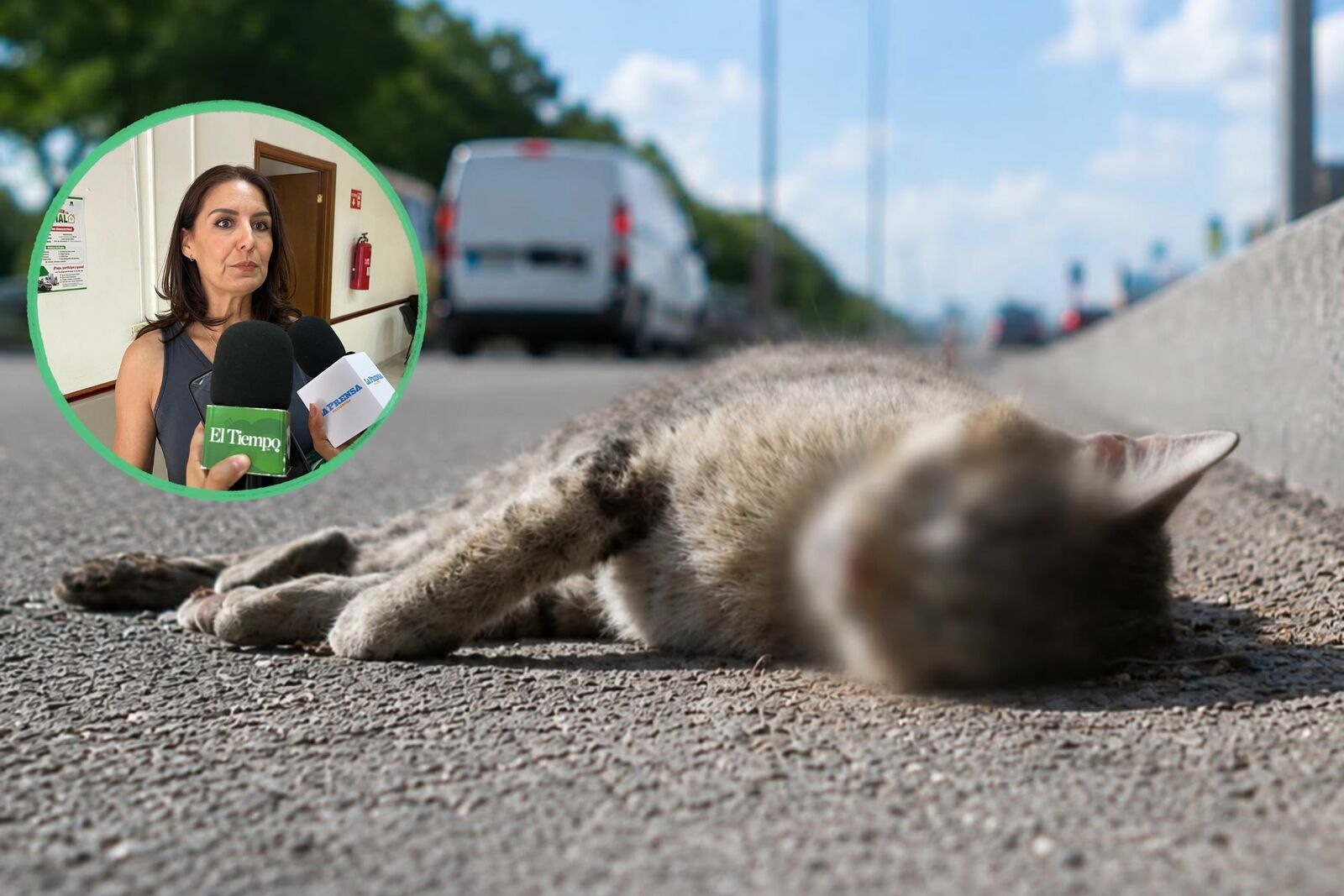 Aunque la sobrepoblación de perros y gatos sin hogar influye en este problema, una gran parte de los accidentes ocurre porque muchos propietarios permiten
