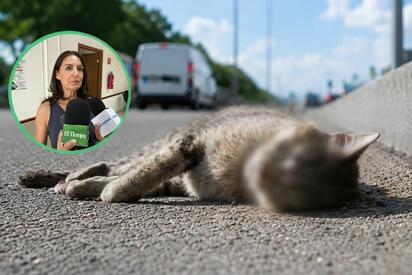 Aunque la sobrepoblación de perros y gatos sin hogar influye en este problema, una gran parte de los accidentes ocurre porque muchos propietarios permiten