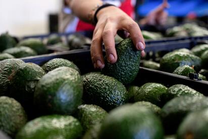 Aumentan 35% las exportaciones de aguacate mexicano a Estados Unidos