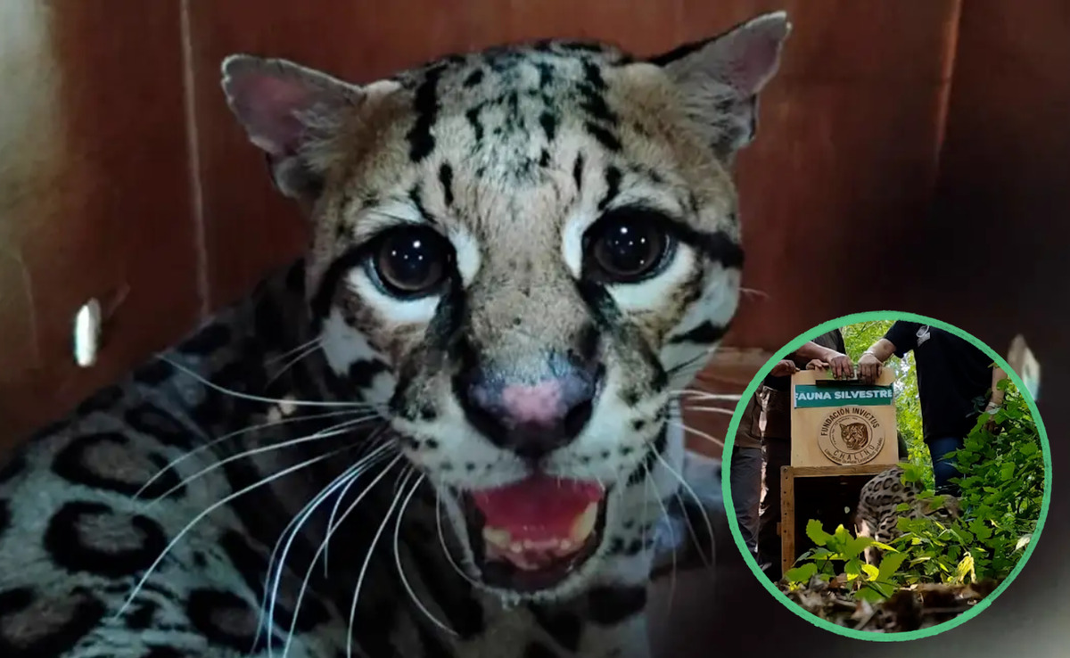fauna silvestre fauna silvestre
