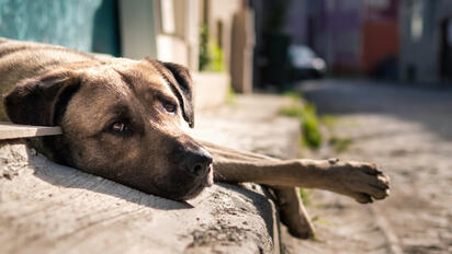 Abandono de mascotas en vacaciones constituye crueldad