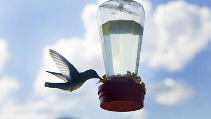 Pasos para atraer colibríes a tu jardín con un néctar casero