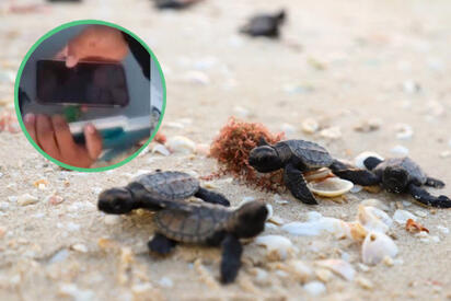 Investigan a jóvenes por maltrato animal: Metieron crías de tortuga en hielo y alcohol
