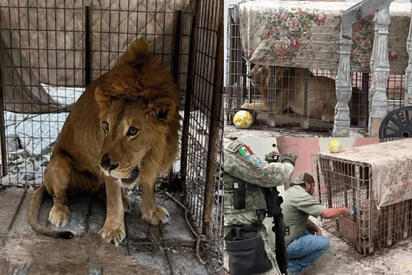 Rescatan león joven en casa abandonada de Matamoros