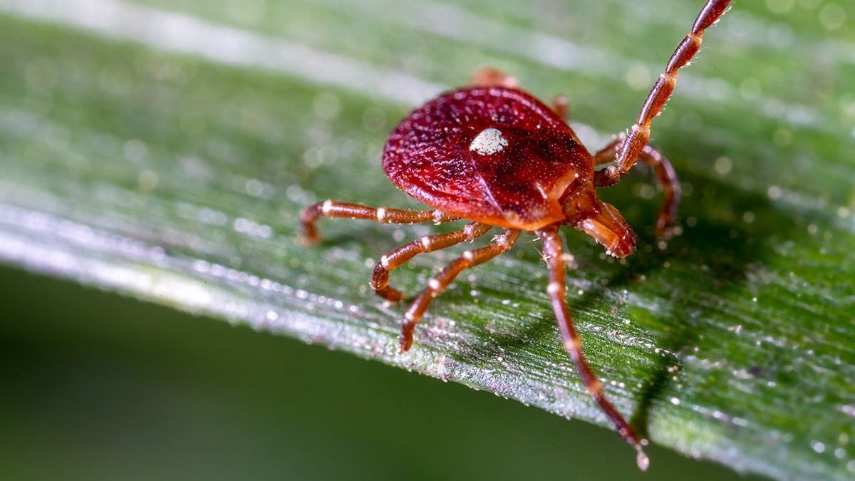Confirman caso de virus Bourbon en Nueva York, infección transmitida por garrapatas