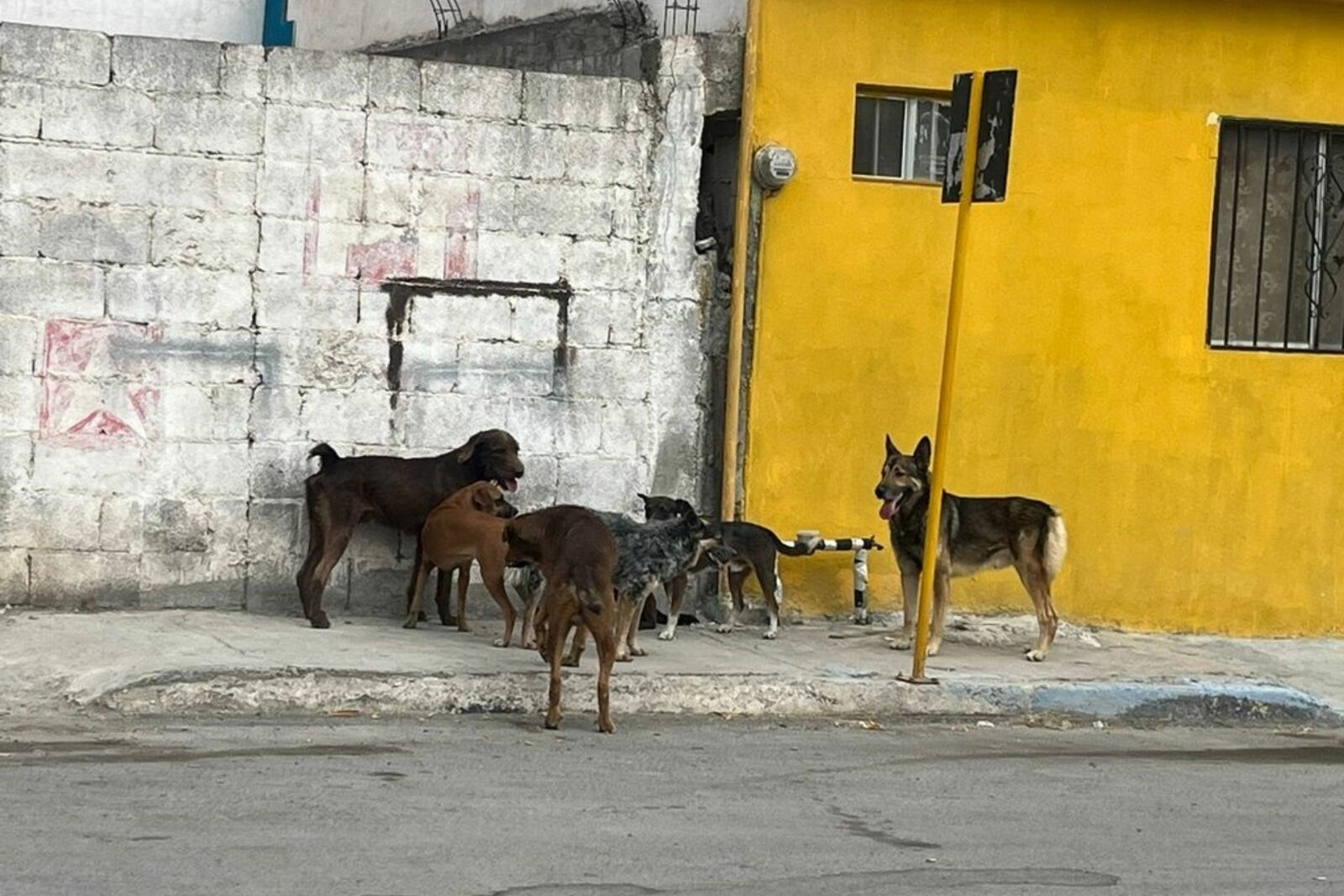 Bienestar Animal