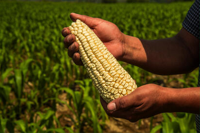Gobierno busca frenar crisis del maíz con incentivos para miles de agricultores