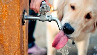 Llaman a proteger a las mascotas del calor extremo; incrementan atenciones por golpes de calor