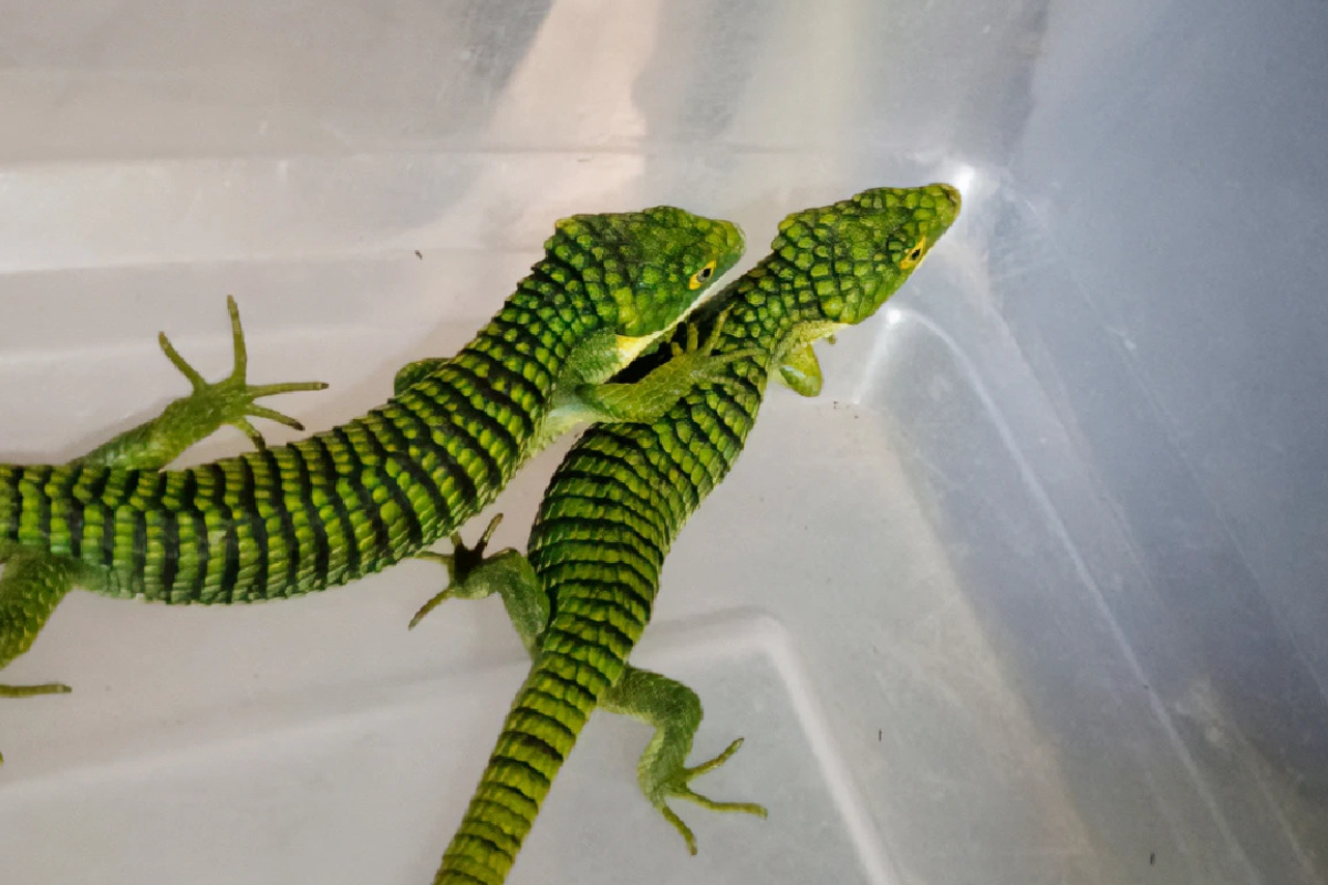 Ocultaban 13 dragones mexicanos en calcetines; iban rumbo a Hong Kong