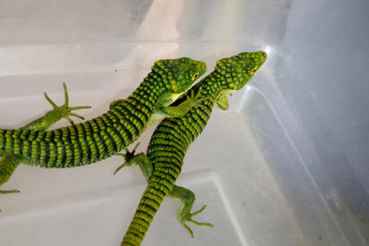 La Profepa aseguró 13 ejemplares de dragón mexicano (Abronia graminea) que serían enviados ilegalmente a Hong Kong, luego de ser localizados ocultos