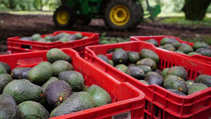 Estados Unidos suspendió temporalmente las importaciones de aguacate desde Michoacán tras una alerta de seguridad que detuvo inspecciones y envíos al mercado