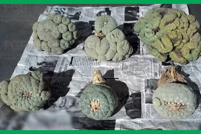 Interceptan paquete con 6 ejemplares de peyote procedente de Coahuila