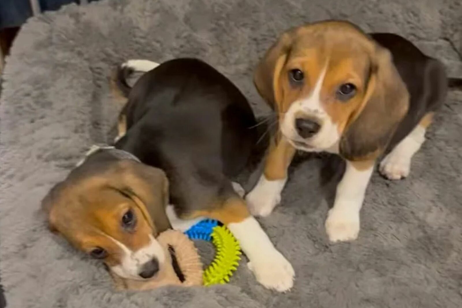 Ellas son Alfie y Bailey, las beagles nacidas con una modificación genética contra un alérgeno canino