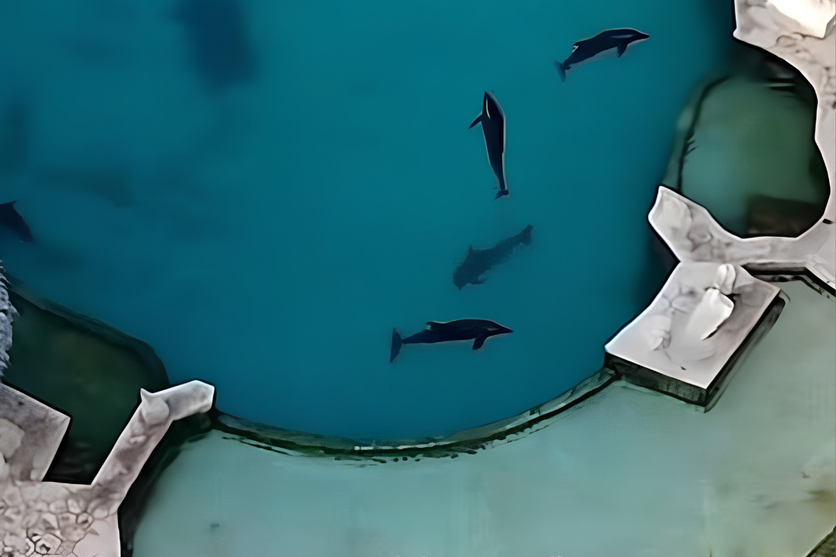 Delfines inmóviles bajo el sol en Cancún: el caso que alarma a activistas