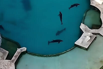 Delfines inmóviles bajo el sol en Cancún: el caso que alarma a activistas