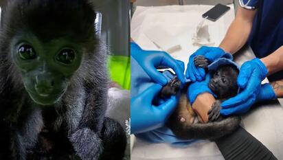 Rescatan en Chiapas a mono aullador hembra con signos de desnutrición