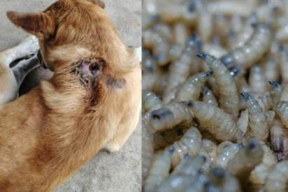 Control Canino de Torreón emitió recomendaciones para prevenir el gusano barrenador en mascotas, un parásito que puede causar infecciones graves en animales