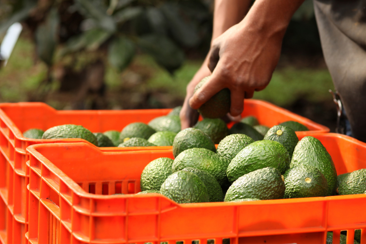 aguacate aguacate