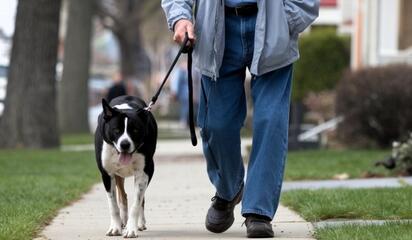 virales El gasto que muchos dueños de perros olvidan y puede costar miles