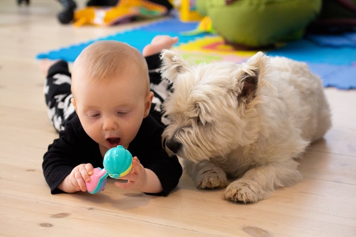 Los gérmenes de los perros domésticos podrían proteger a los bebés contra infecciones