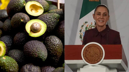 Gobierno alista diálogo con EU para recuperar exportación de aguacate