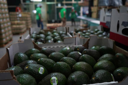 Acuerdo con EU permite reactivar envíos de aguacate mexicano