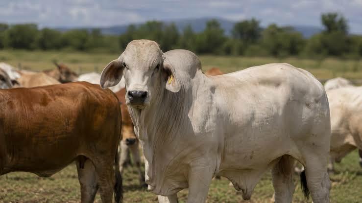 Ganados: La actividad se llevó a cabo en las instalaciones de la Unión Ganadera, donde fueron presentados cerca de 80 toros sementales. Ganados: La actividad se llevó a cabo en las instalaciones de la Unión Ganadera, donde fueron presentados cerca de 80 toros sementales.