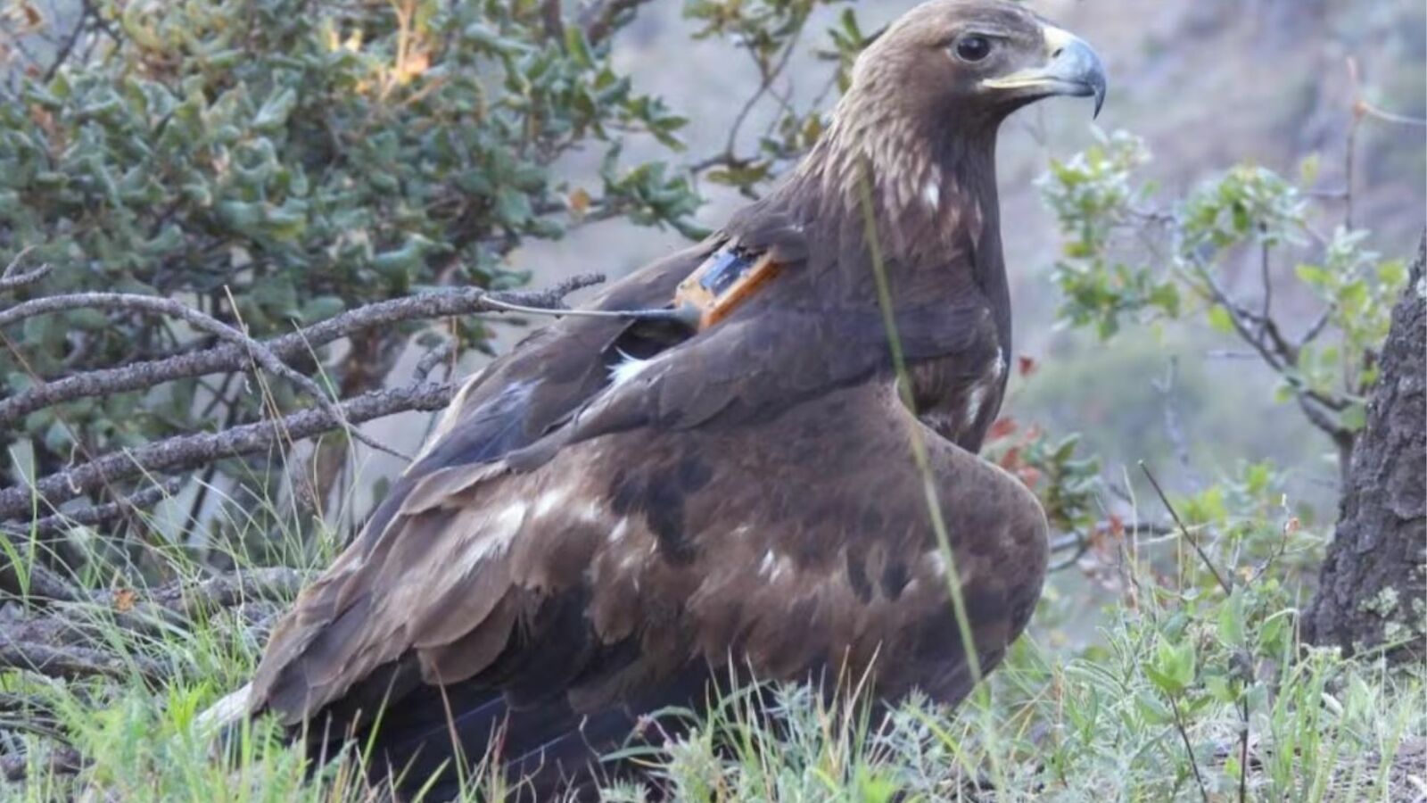 fauna mexicana fauna mexicana
