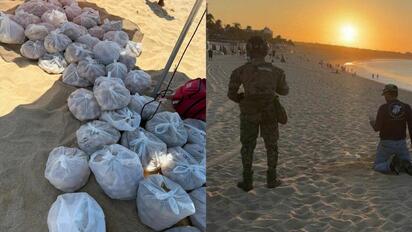 Autoridades resguardan nidos de tortuga golfina ante riesgo de saqueo