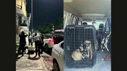 Encuentran a 8 perros entre bolsas con restos de animales en Culiacán