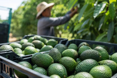Sheinbaum confirma amenazas a inspectores de aguacate hacia EU
